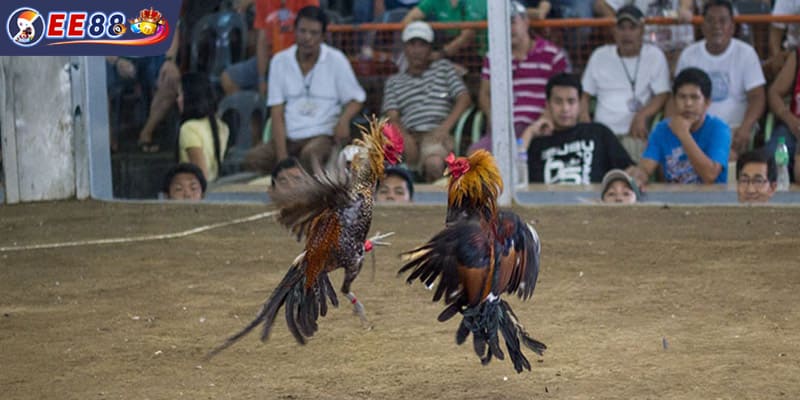 Vũ khí sắc bén trong các trận đá gà cựa dao
